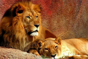 W zoo miasta santiago, aby uratować samobójstwo, strzał dwa lwy